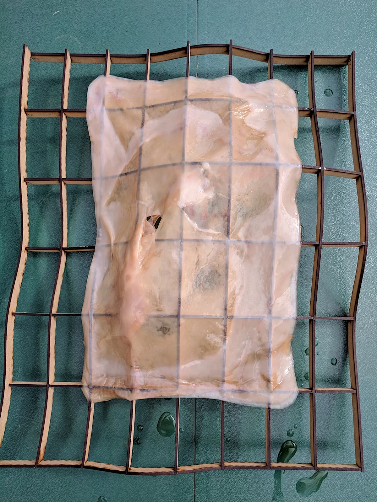 STEP 5. Let the Kombuchadry on the surface, for 3-6 days.