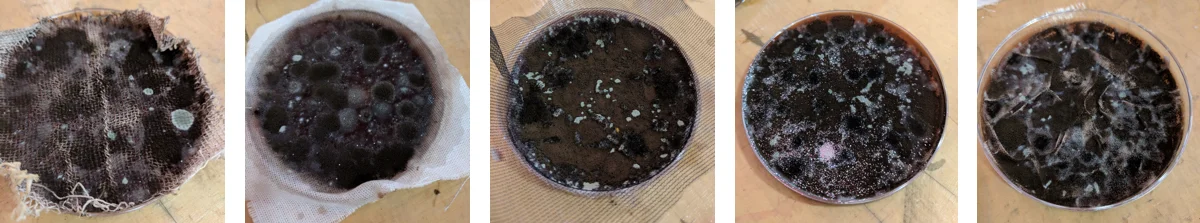 W7_Collage moldy samples.jpg