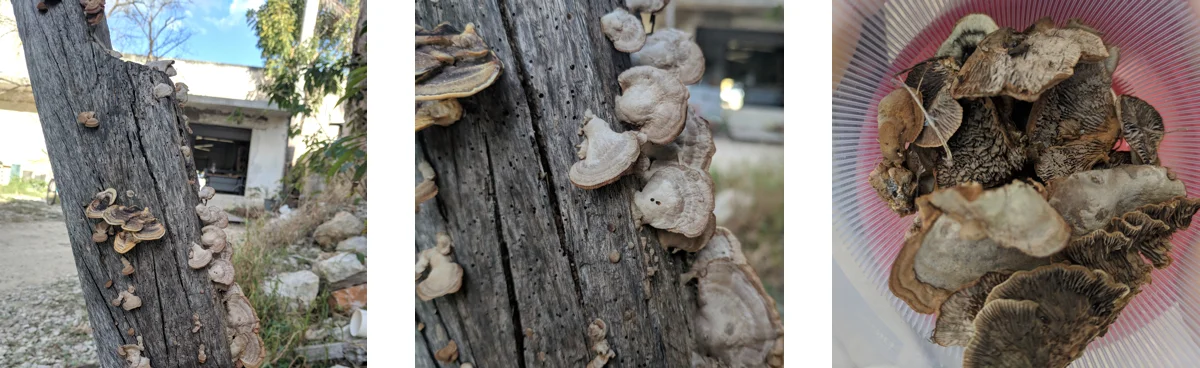 These are the fungi we found outside of Fablab Yucatán and decided to try out for the experiment. We didn't know at all if they were gong to be useful, but it was worth a try.
