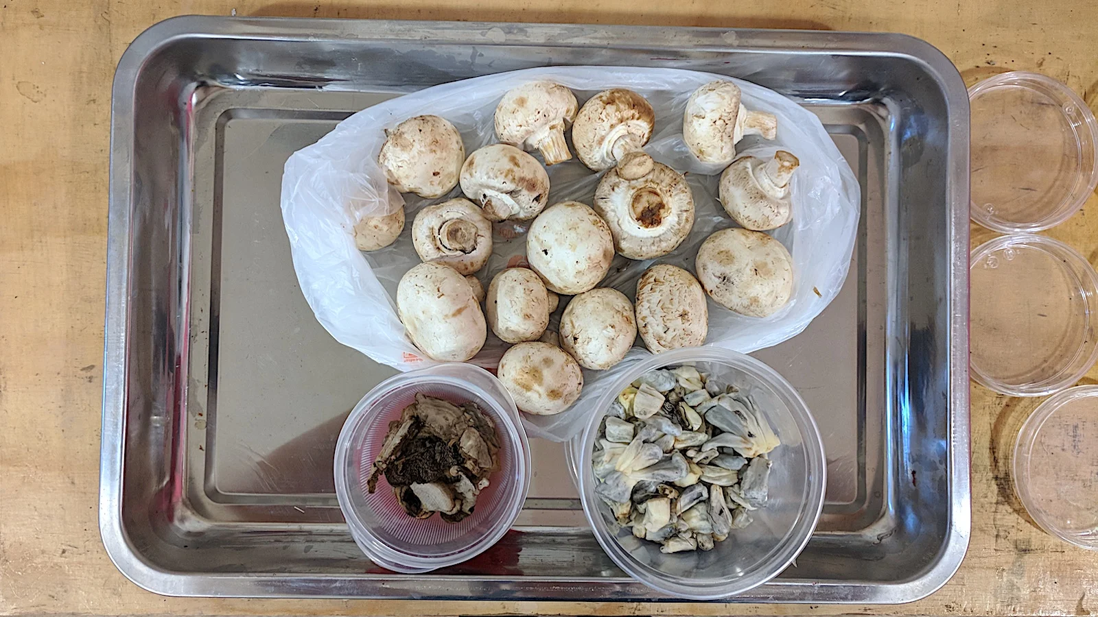S2:W1_3 types of mushroom.jpg