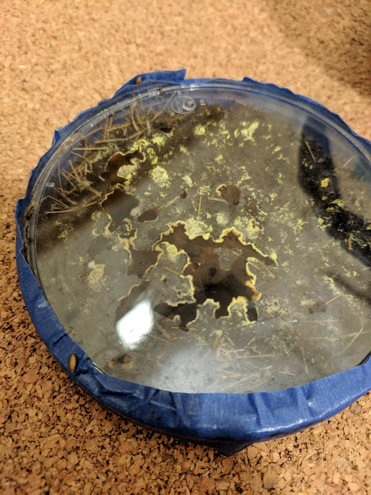 CHAMPIGNONES + HENEQUÉN / This sample presented an interesting mold formation, in yellow color. Not good though..