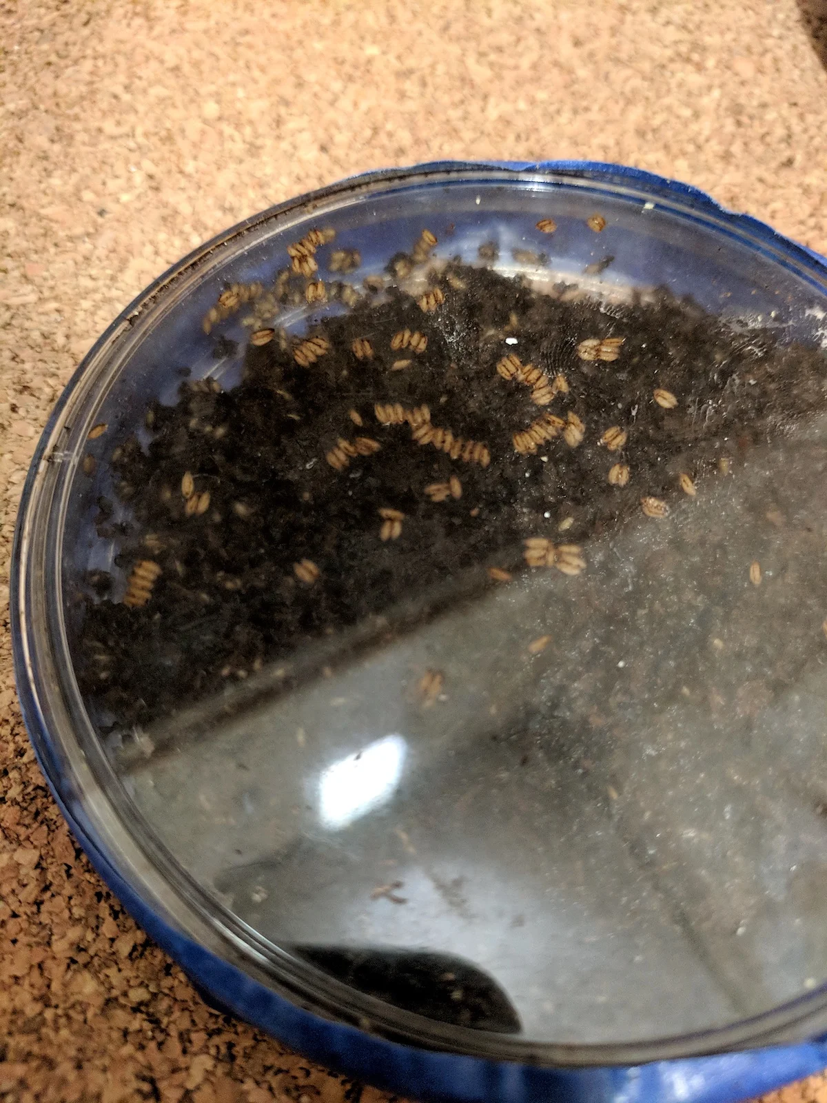 FABLAB FUNGI + SAWDUST / This sample didn't have any white fur formation but larvae of unknown origin.