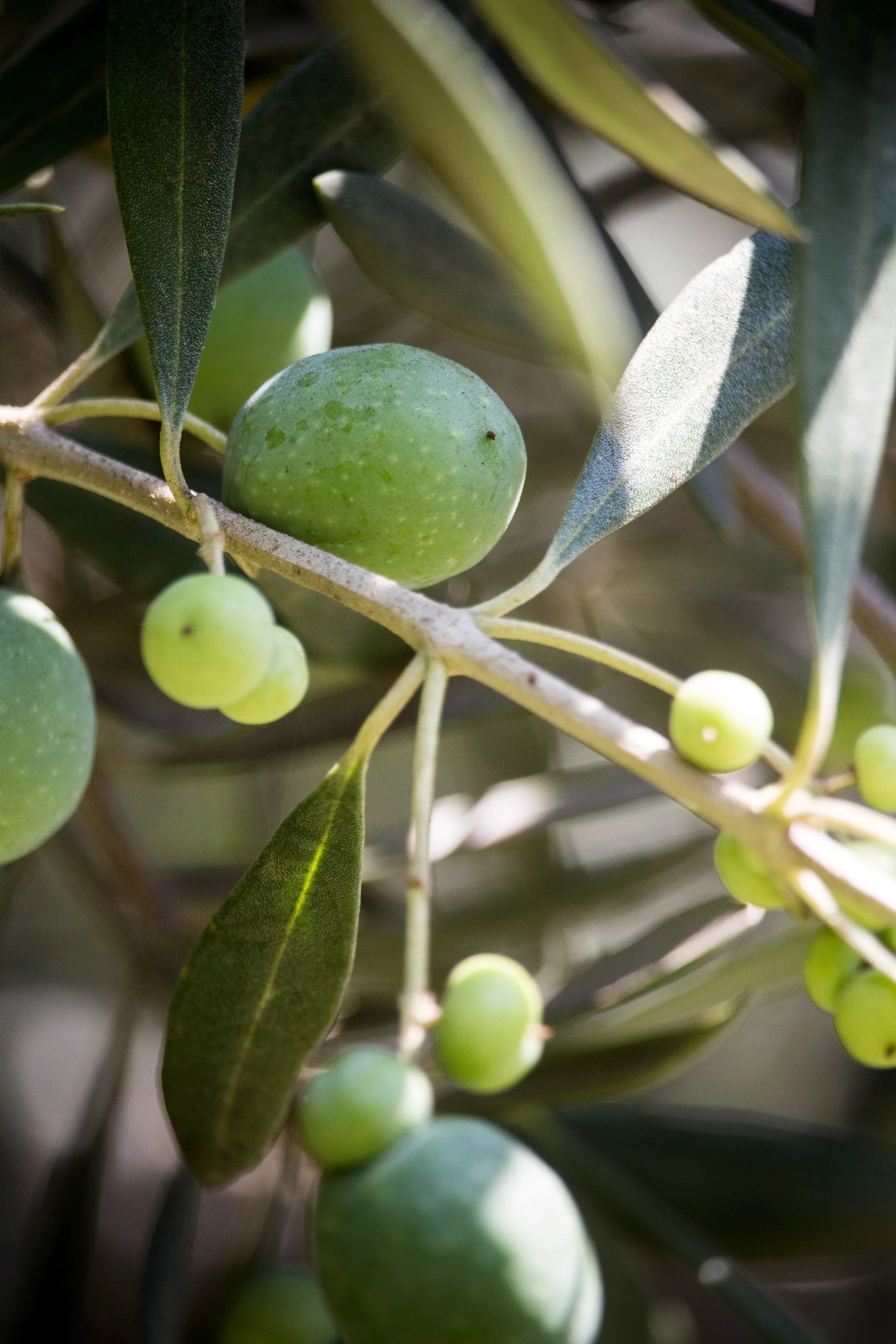 OliveStudies-3.jpg