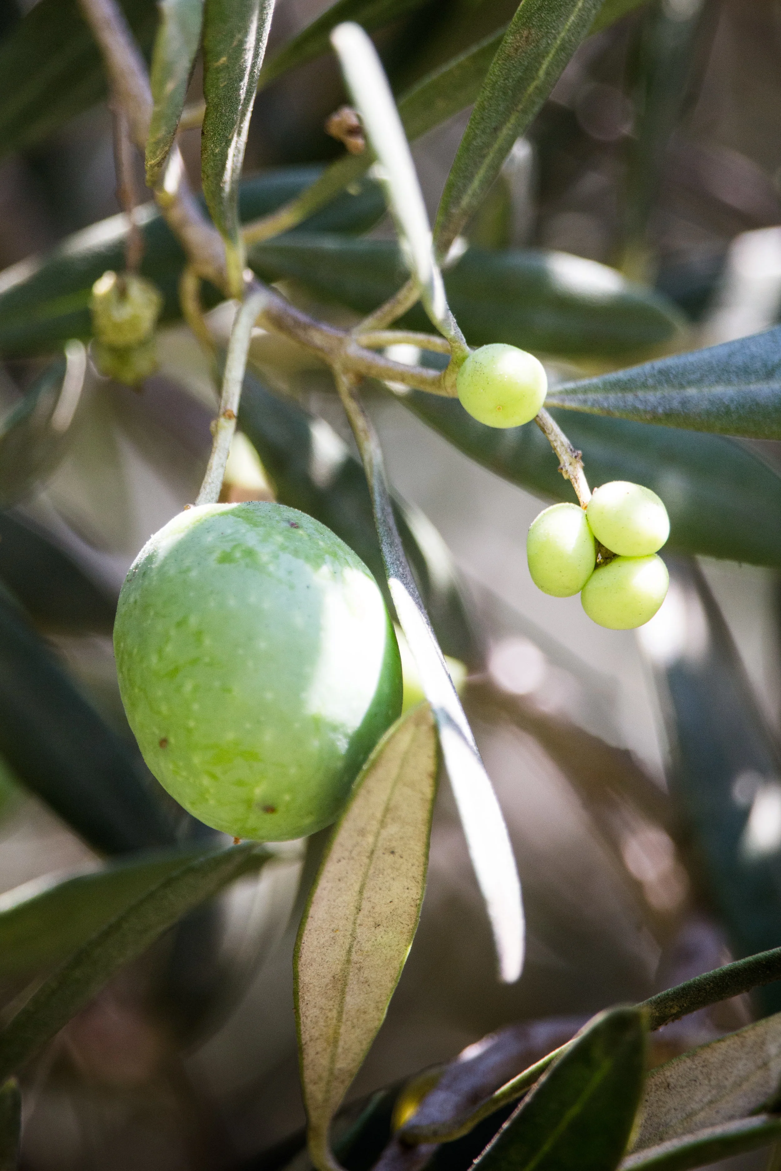 OliveStudies-4.jpg