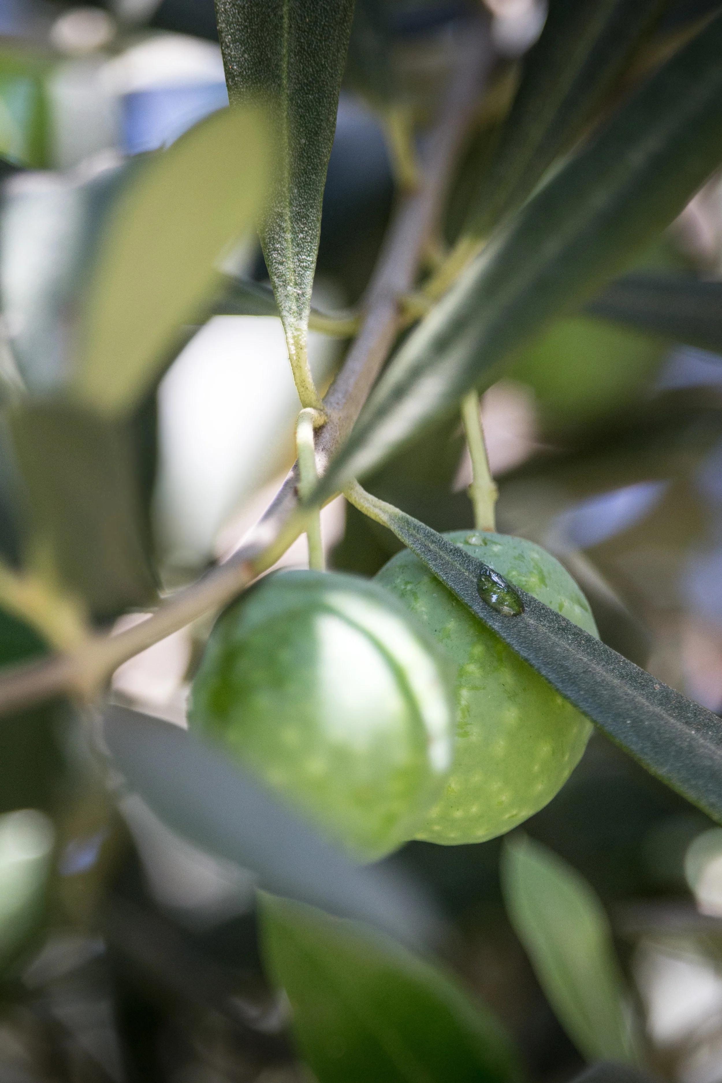 OliveStudies-5.jpg