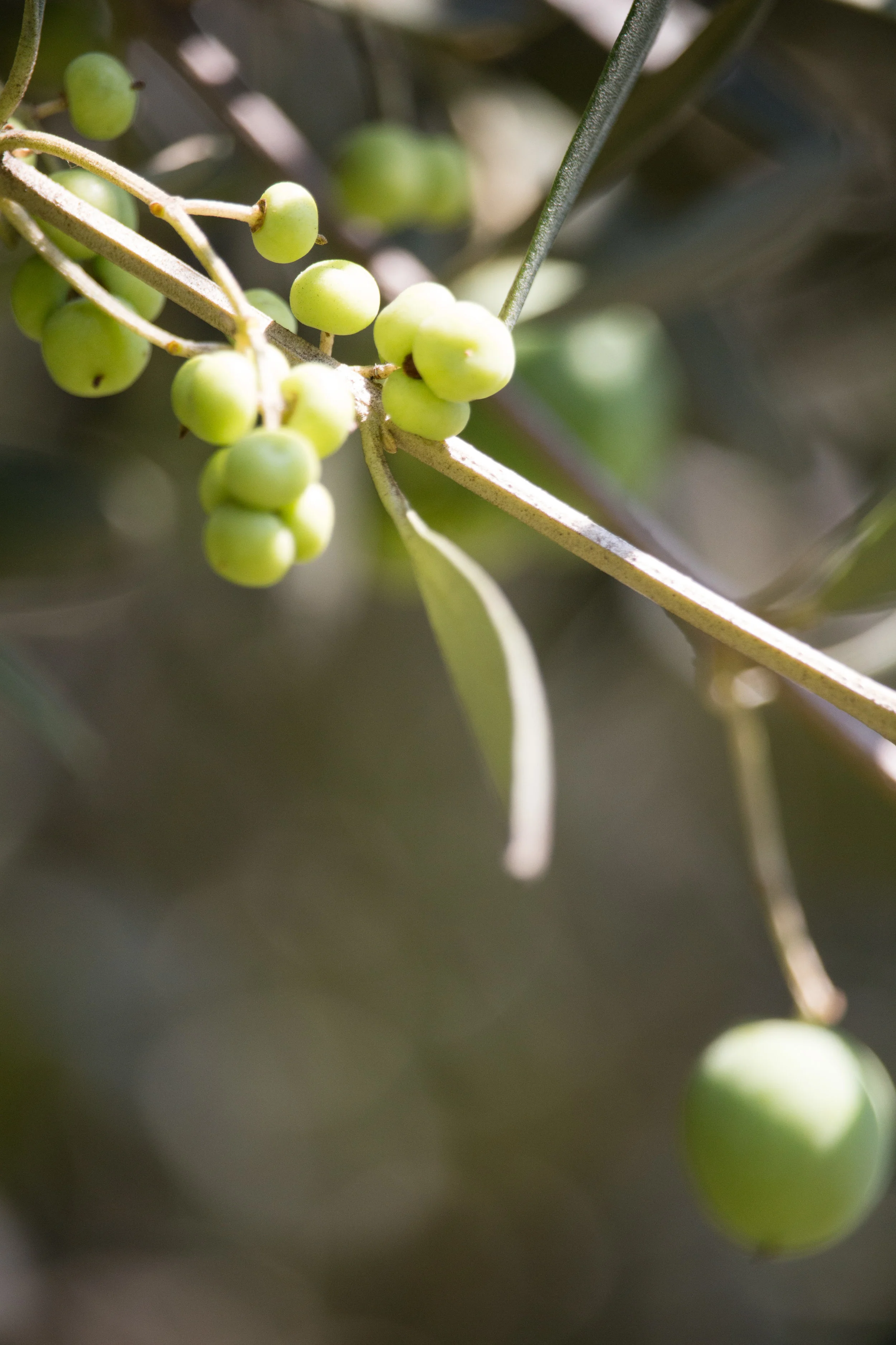OliveStudies-6.jpg