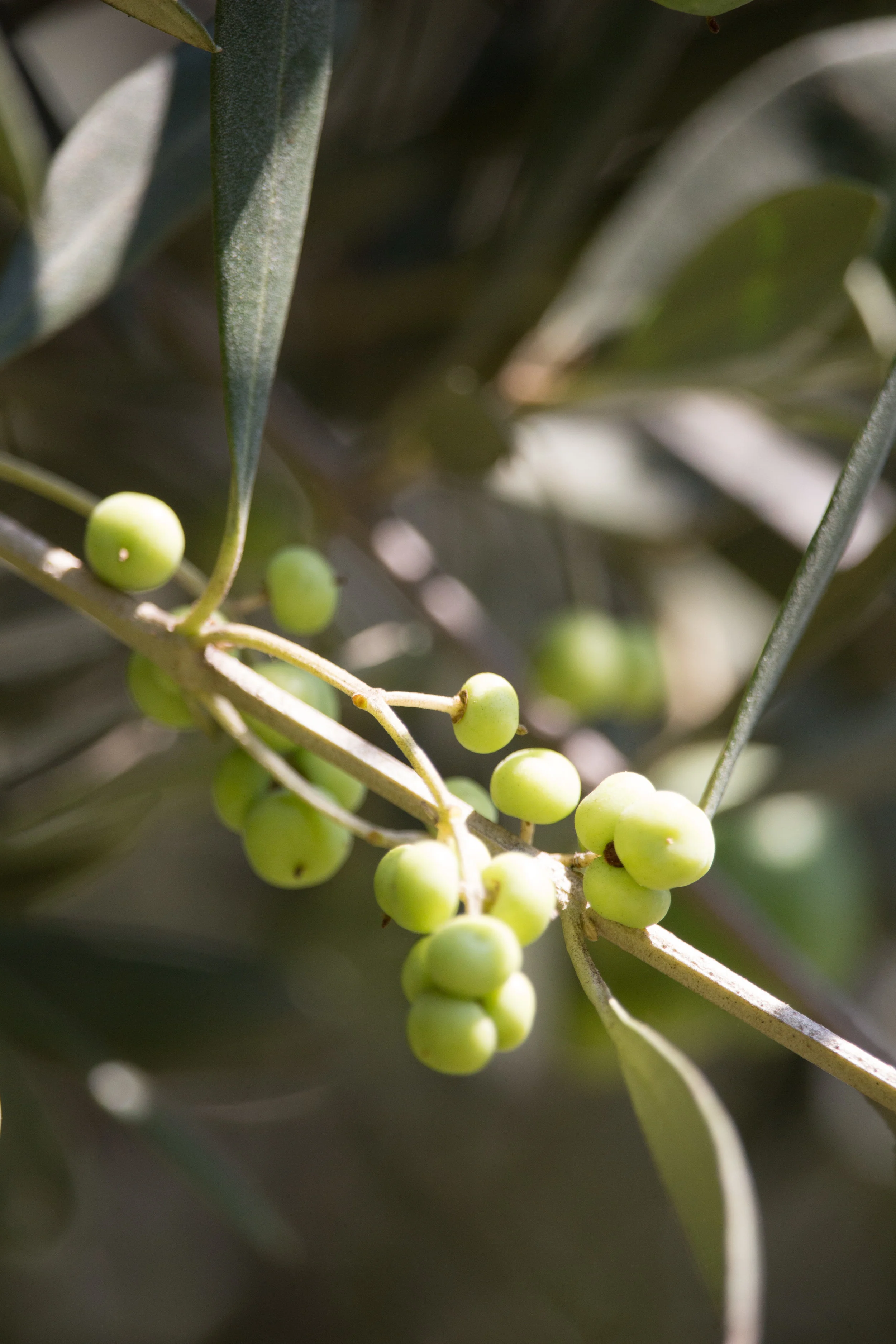 OliveStudies-7.jpg