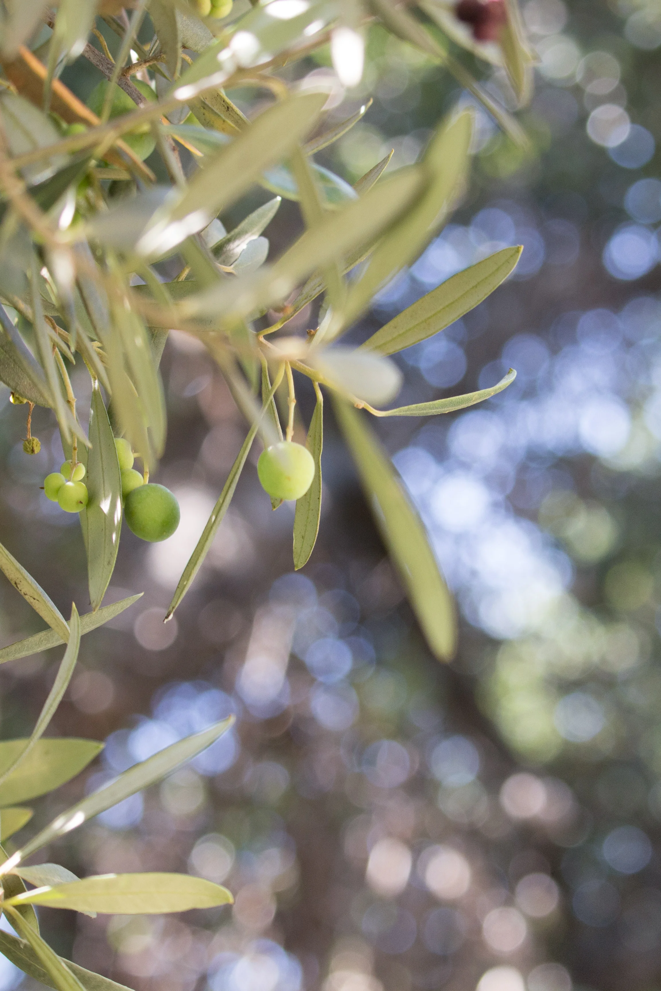 OliveStudies.jpg