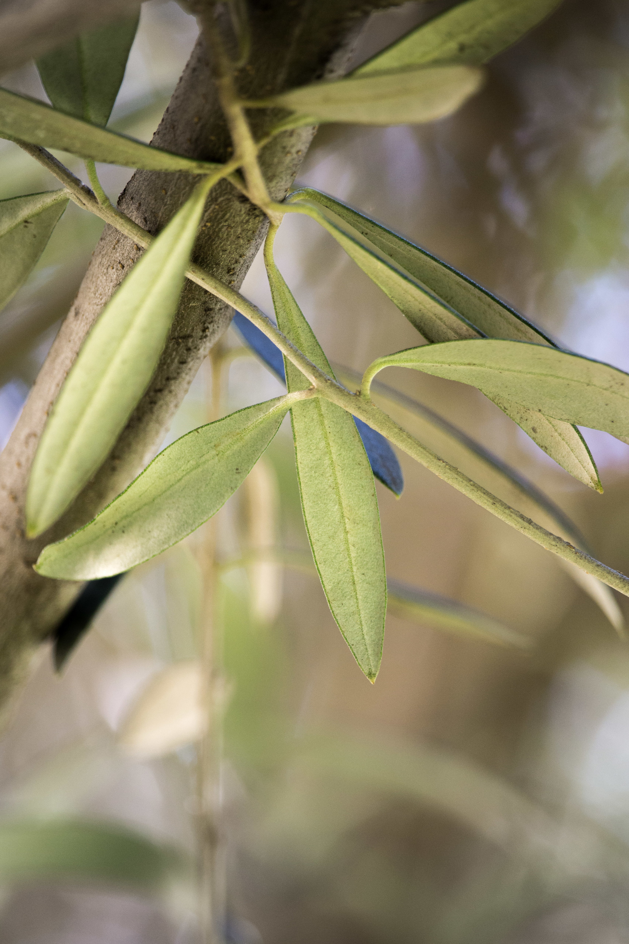 OliveStudies-23.jpg