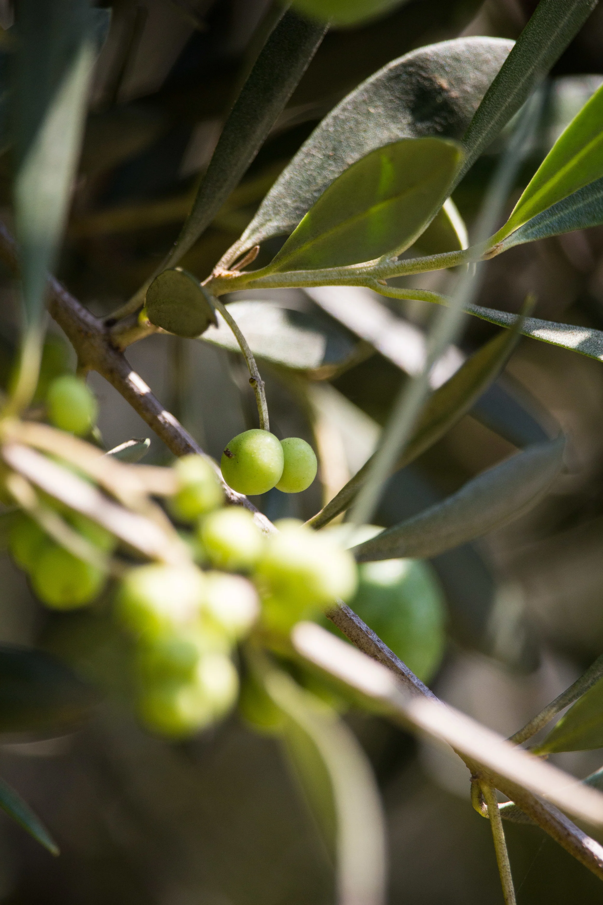 OliveStudies-22.jpg