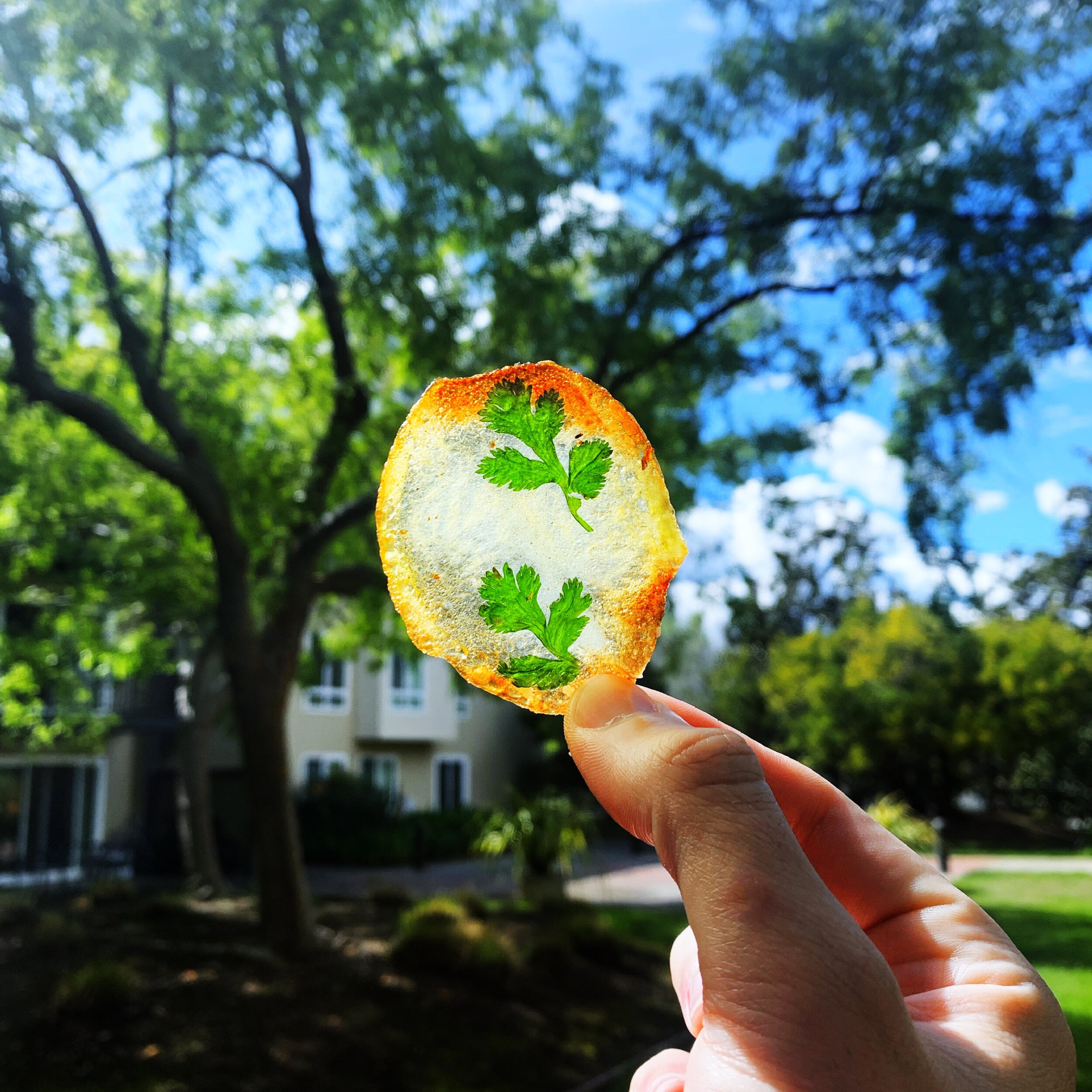 Herbed potato chips