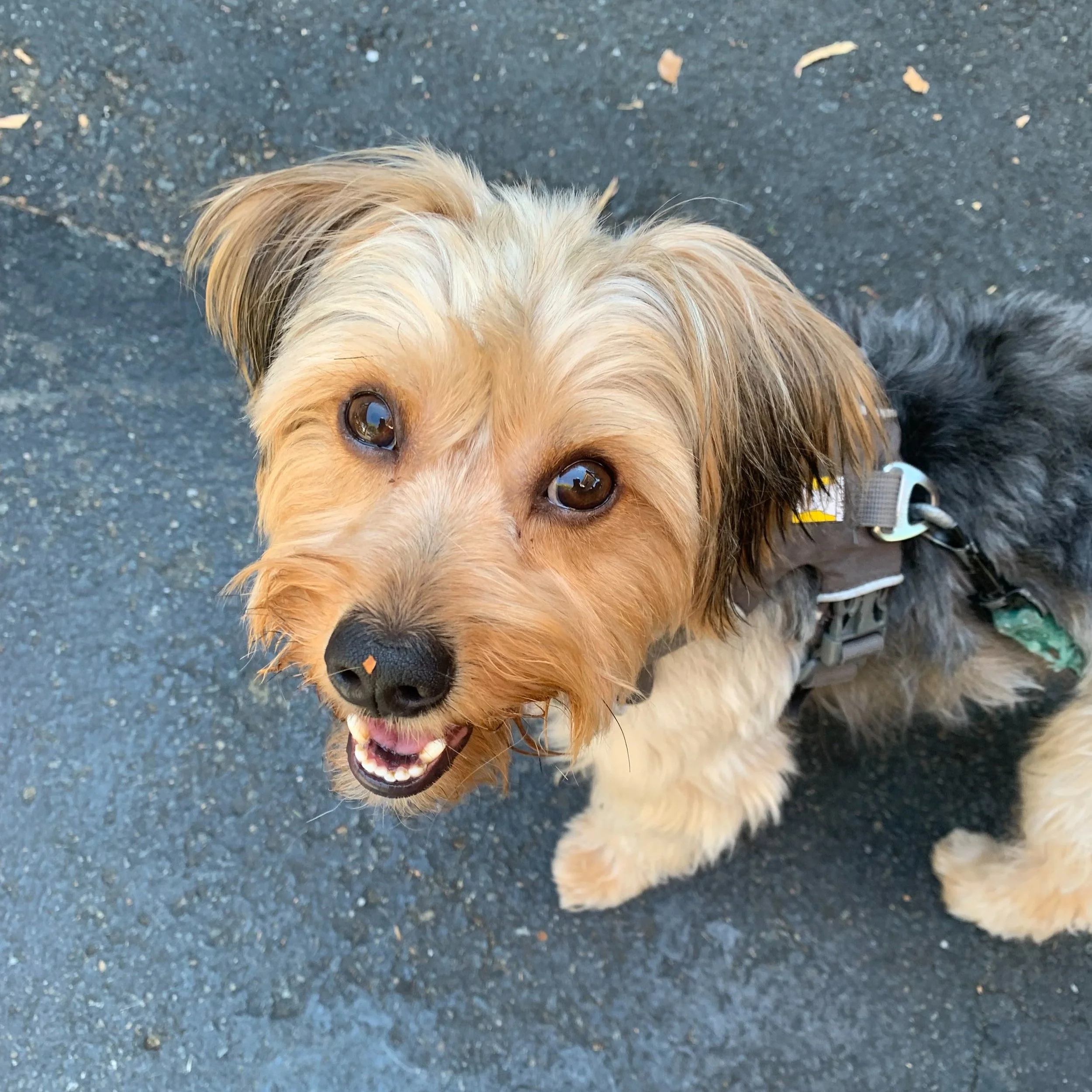 Charlie: My Leg-Lifting Birthday Twin