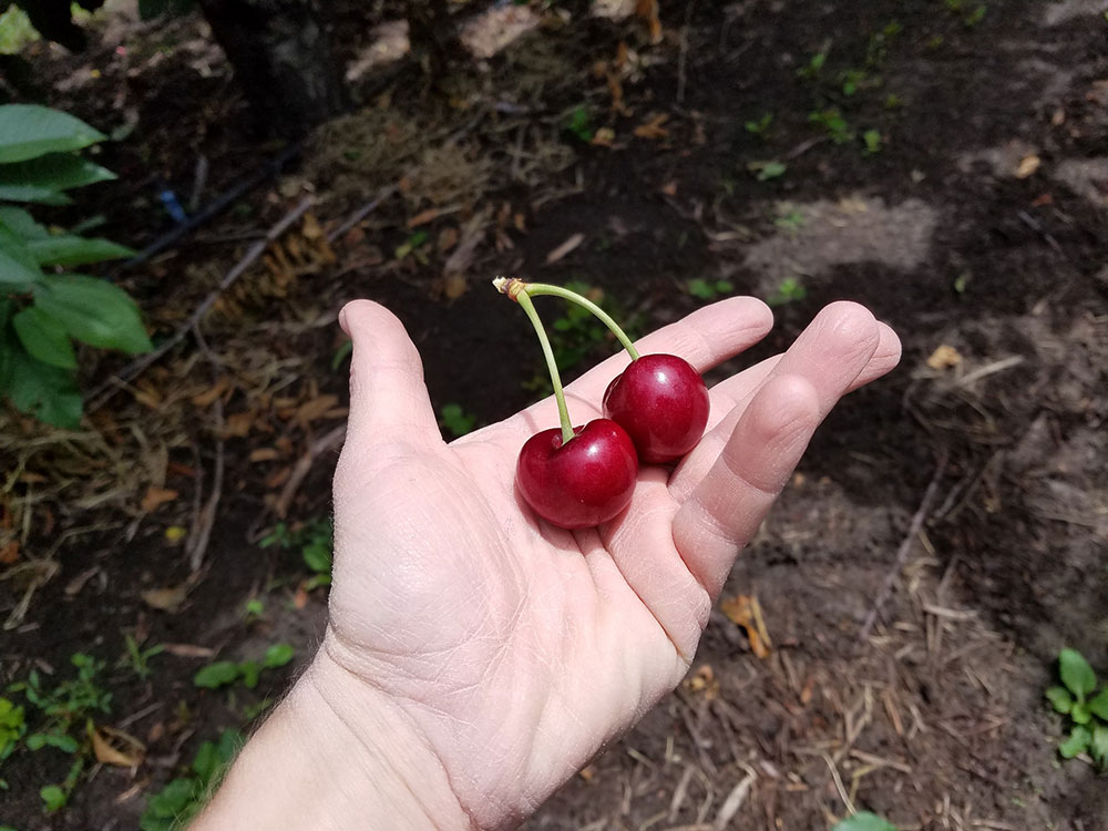 Cherry-Variety-Bing.jpg