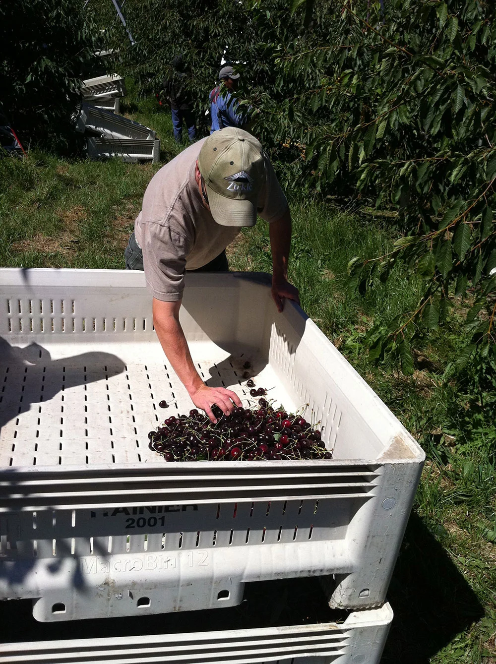 Mike-Omeg-Cherry-Harvest.jpg