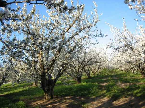 Orchards-Spring-Cherry-Blossoms.jpg