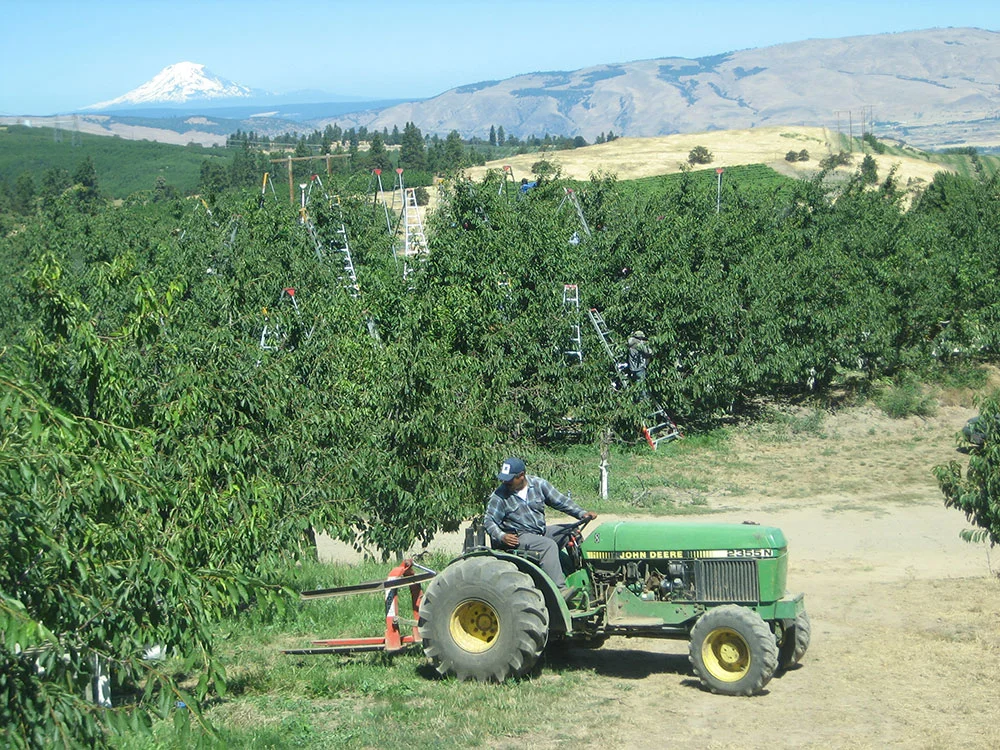 Orchards-Cherry-Harvest.JPG