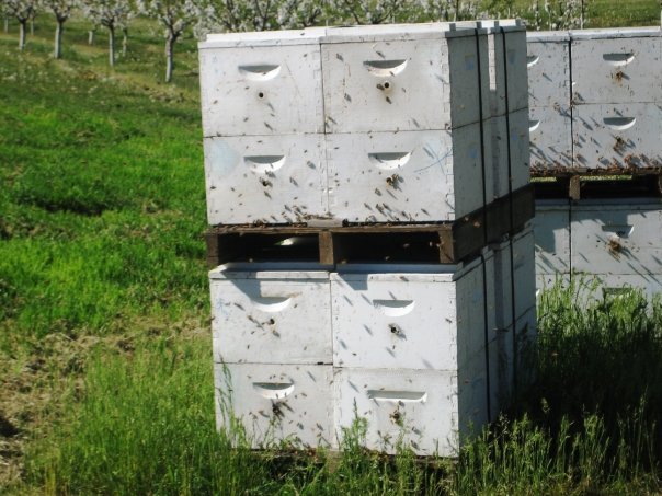 Conservation-Bee-Pollinators-1.jpg