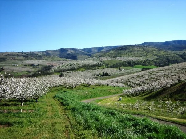 View of Omeg Family Orchards (Image copyright: Dry Hollow Family Orchards, Inc. All rights reserved.)