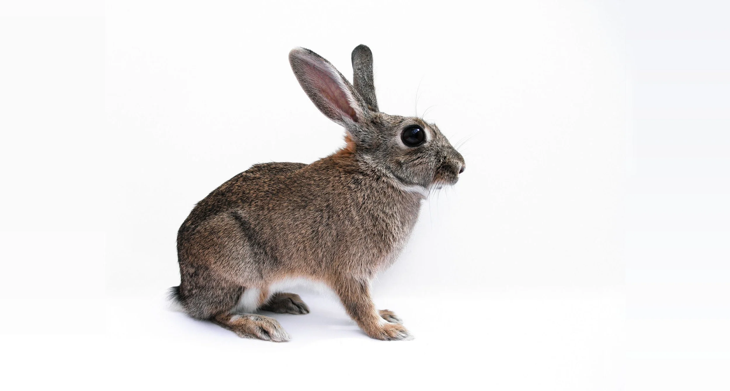 rabbit-.jpg