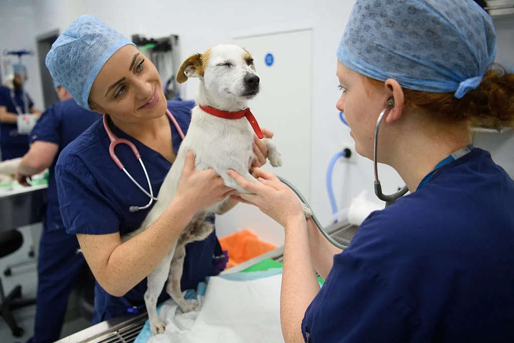 veterinary-nurse-lauren-emmett-and-vet-claire-turner-prepare-a-dog-picture-id613488432.jpeg