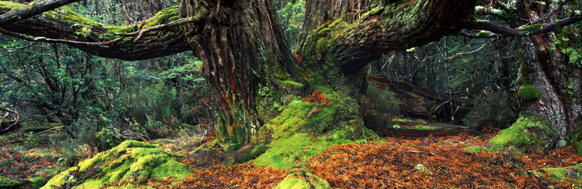 pencil-pine-cradle-mountain.jpg