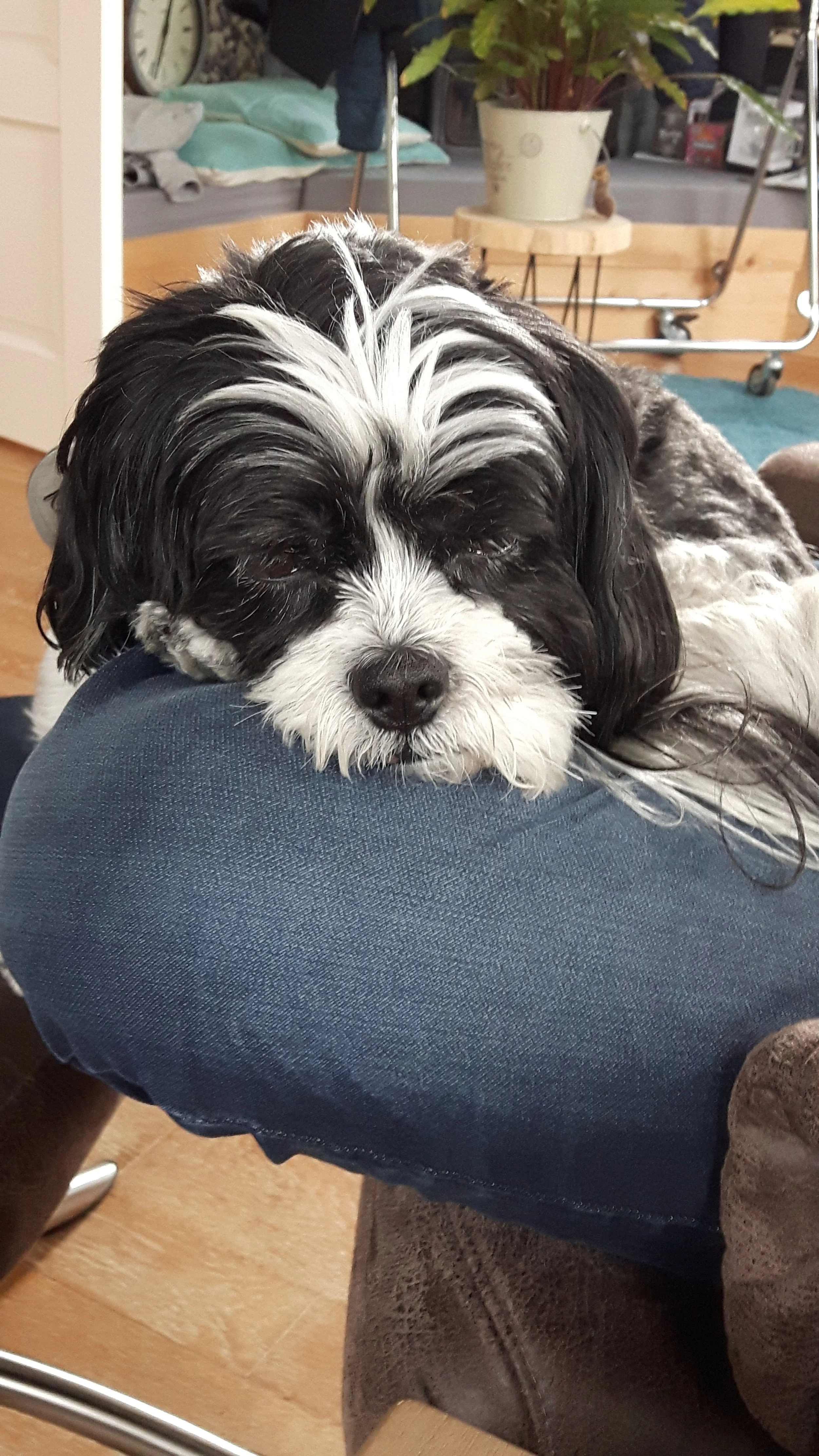 Tygo nog een beetje moe na de behandeling van Nory