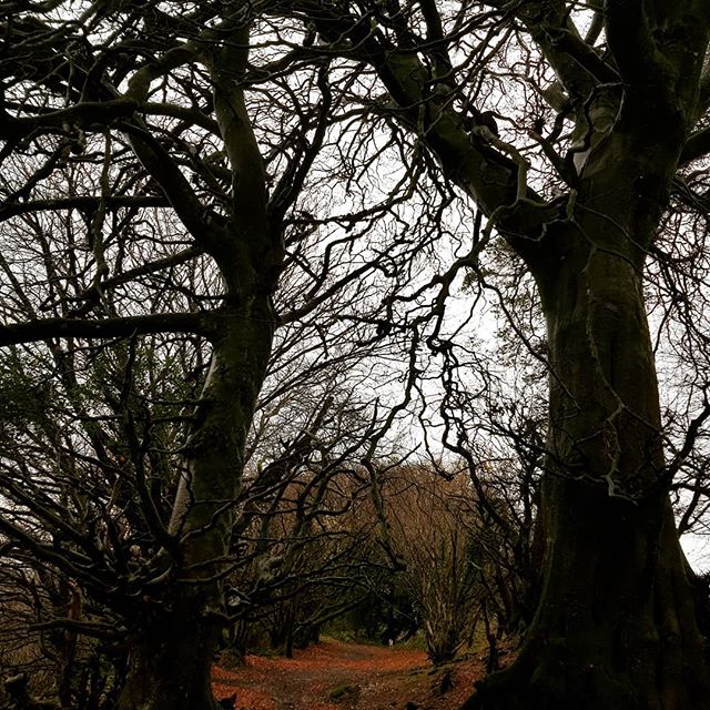 Quirky Beeches Lamberts castle #beech trees #mystic trees #east devon hill forts# not on a dark night