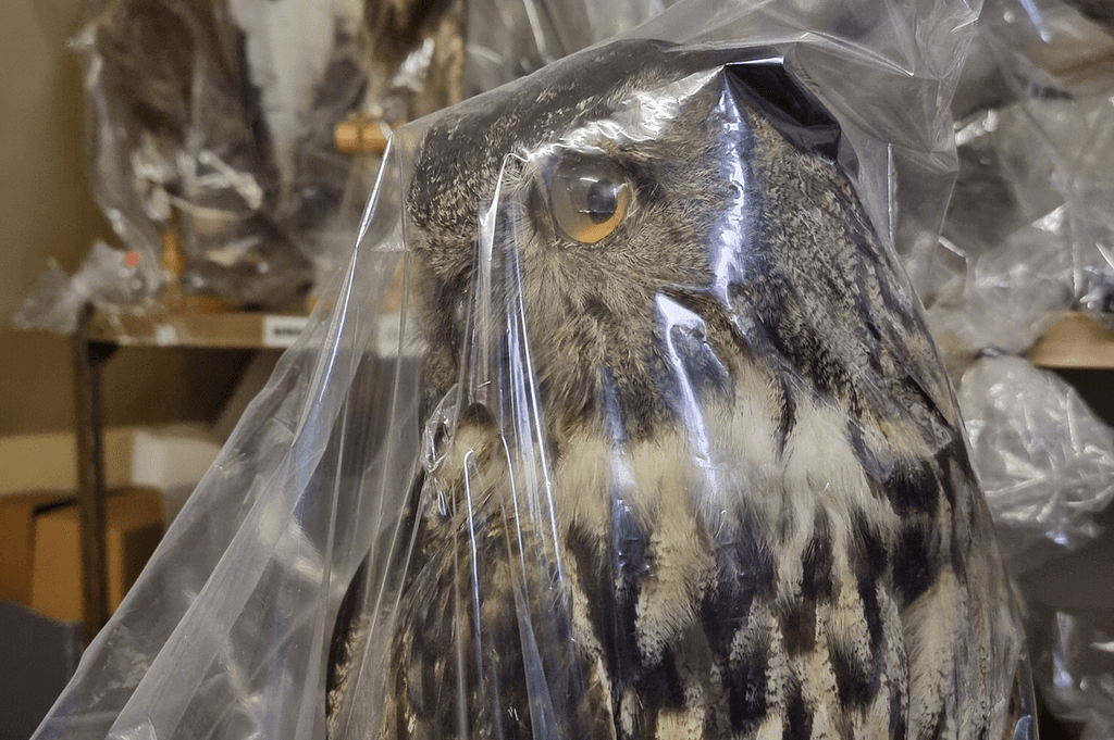 Behind the scenes of Derby Museums