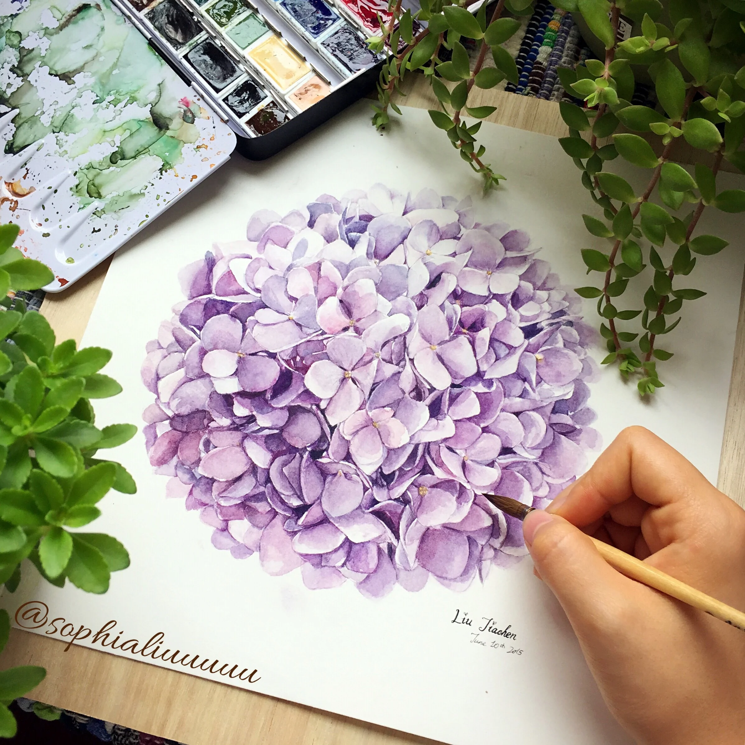 Hydrangea Ball (2015)