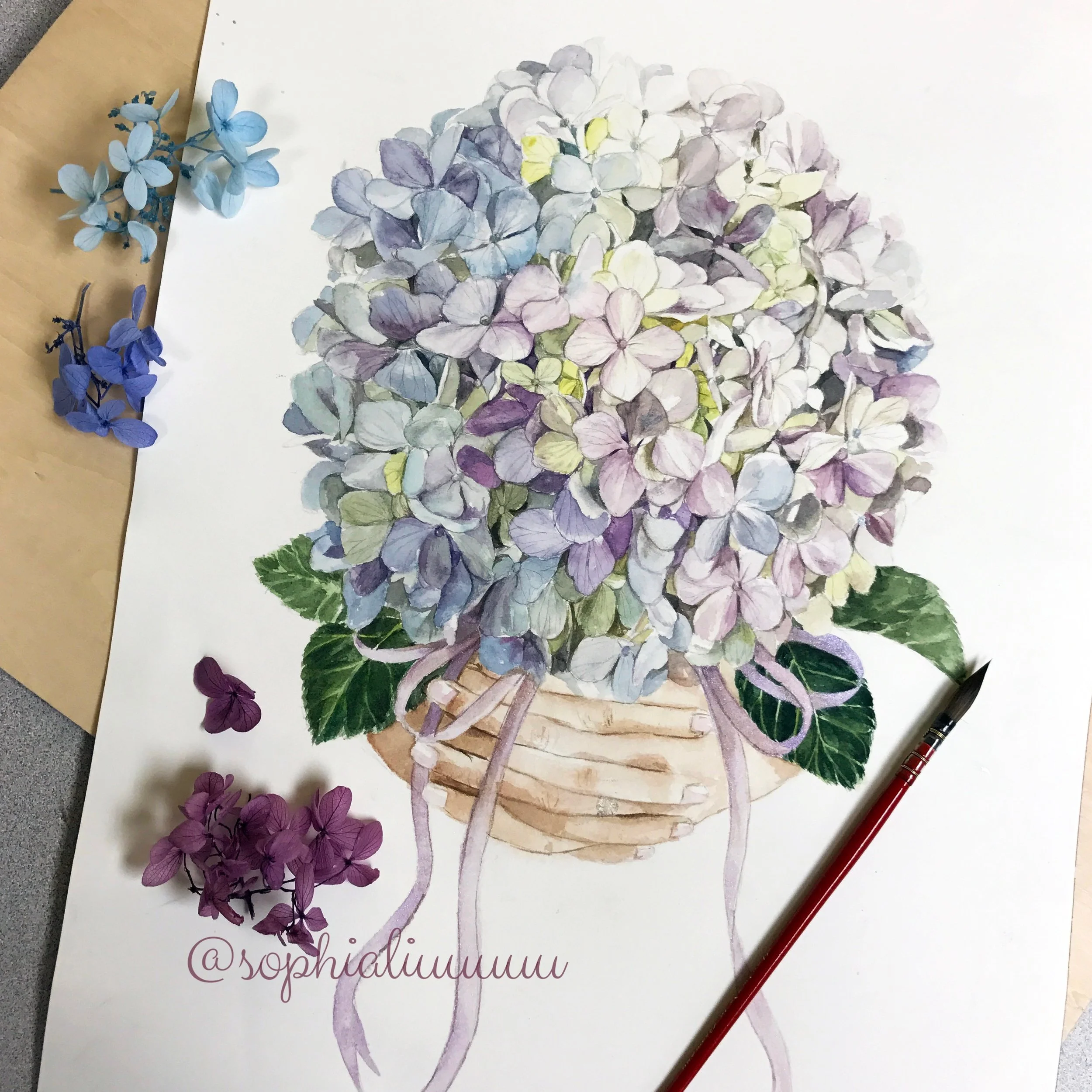 Hydrangea (2017)