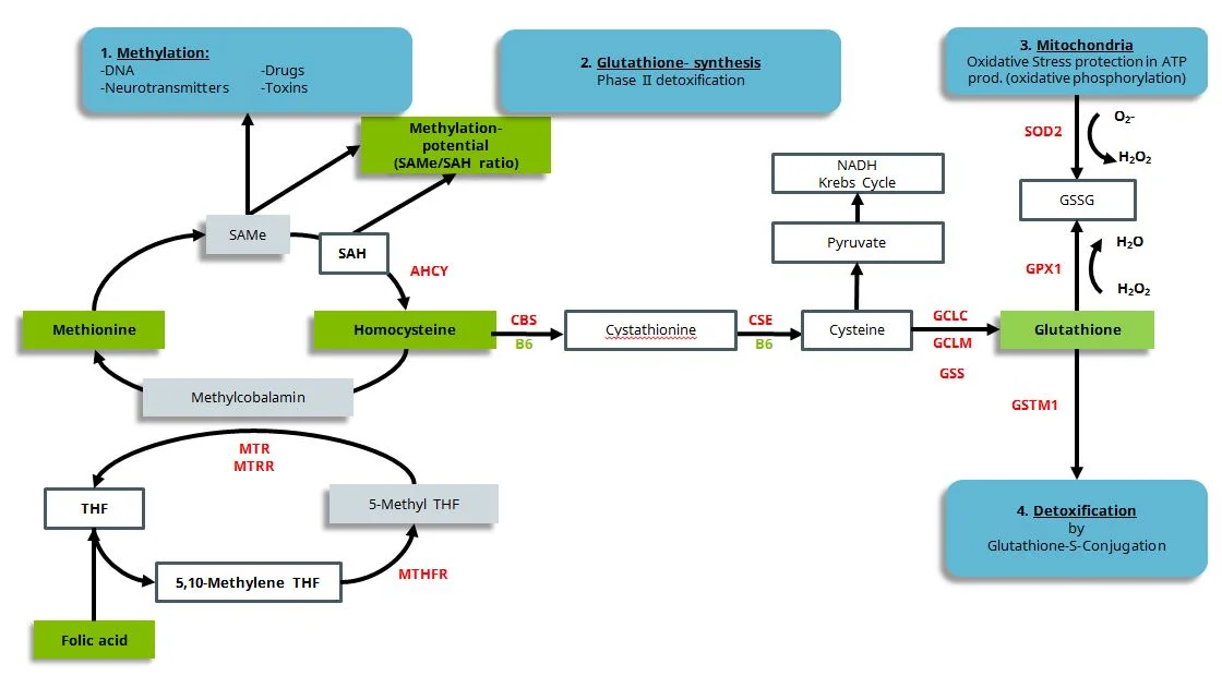 From Cell Science Systems: Homocysteine, donor for methyl groups in methylation and precursor in glutathione biosynthesis, important in mitochondrial oxidative stress prevention and phase II detoxification. “Simplified presentation of the connection between methylation, homocysteine/methionine balance, glutathione synthesis, mitochondrial oxidative stress in oxidative phosphorylation and detoxification by glutathione conjugation.”6