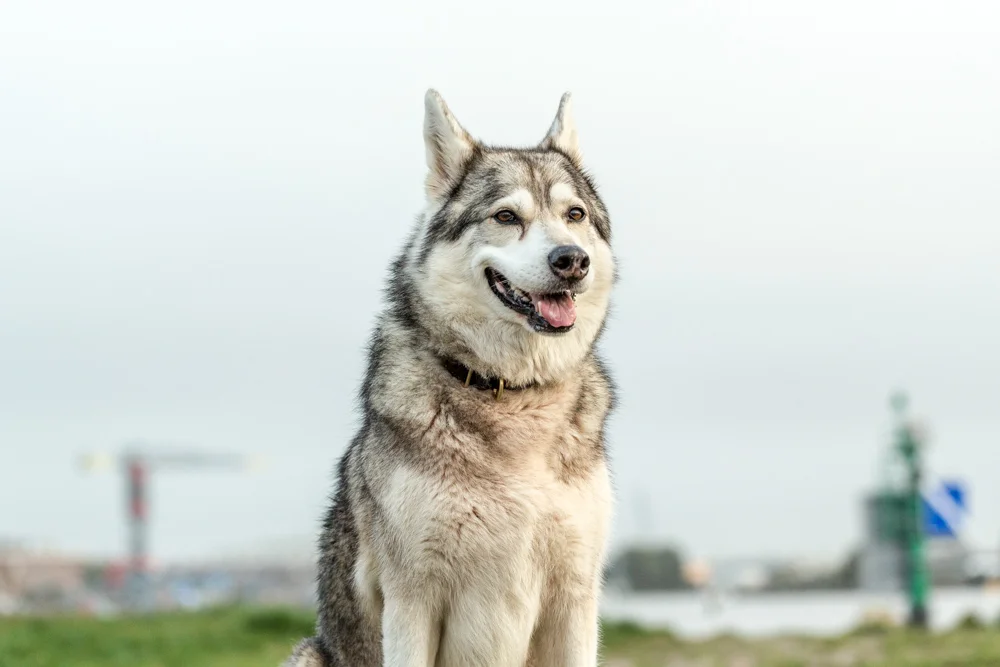 Westerdog 003-008.jpg