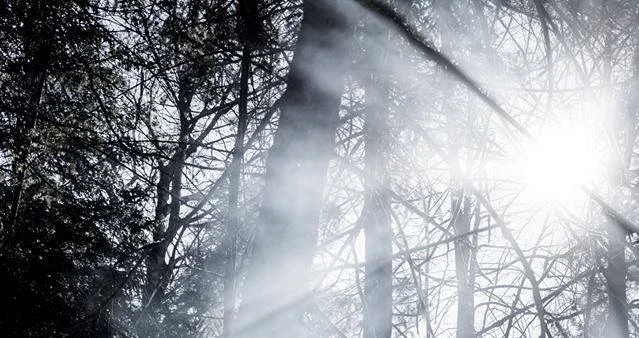 Camouflage, vigilance et mouvement 2 hiver (Laurentides)