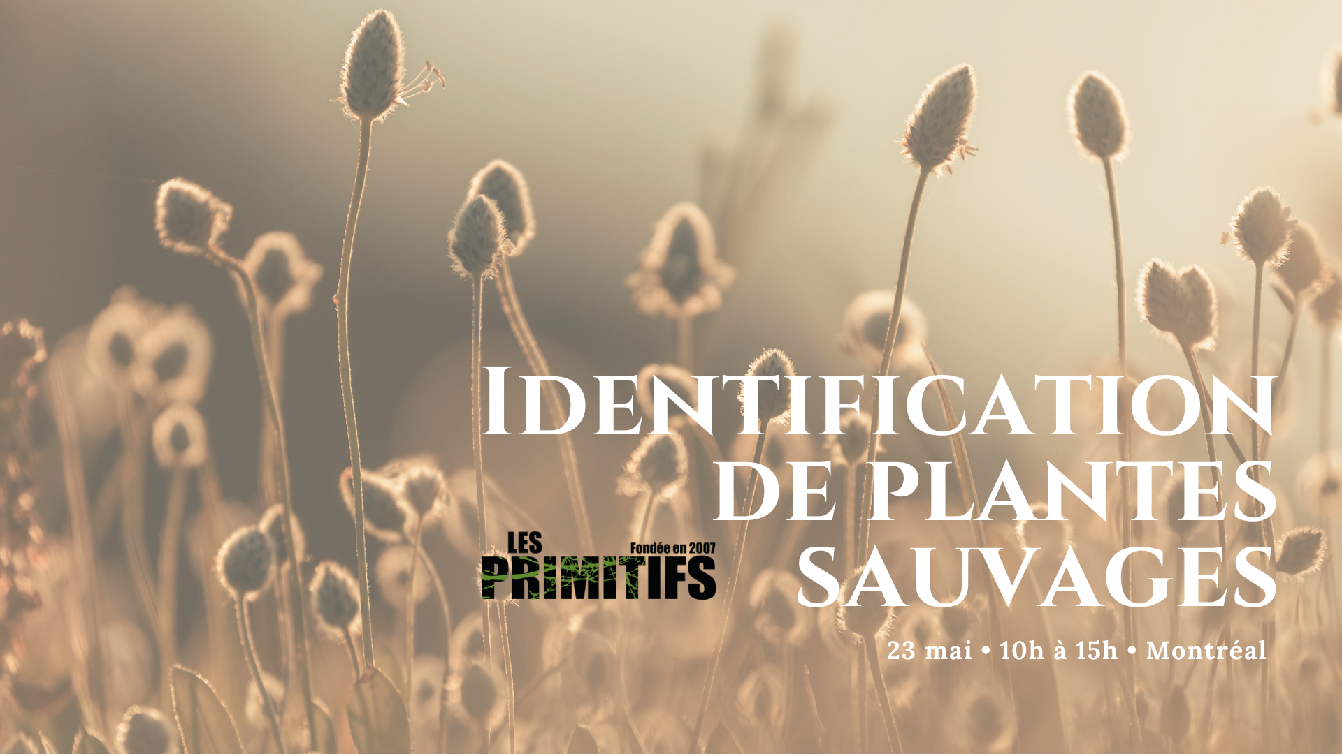 Identification des plantes sauvages (Montréal)