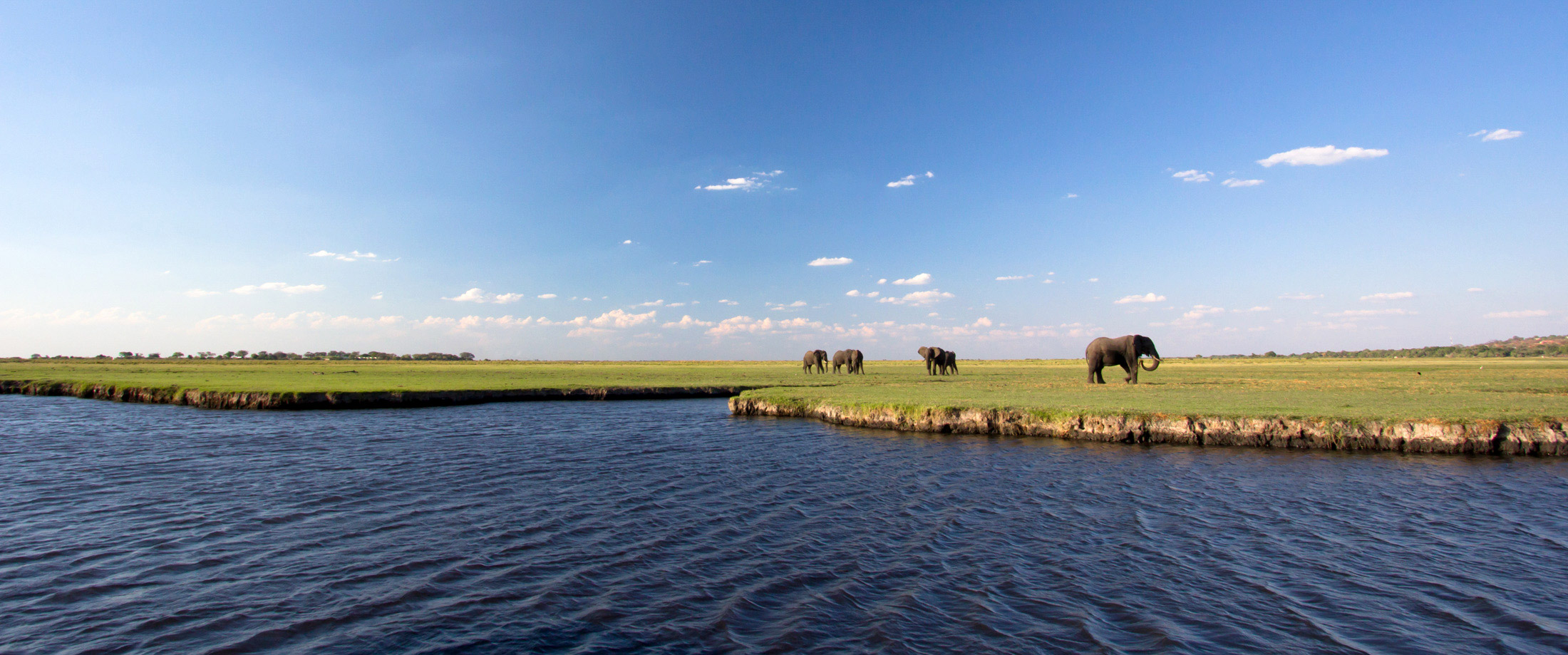 Chobe Elephants