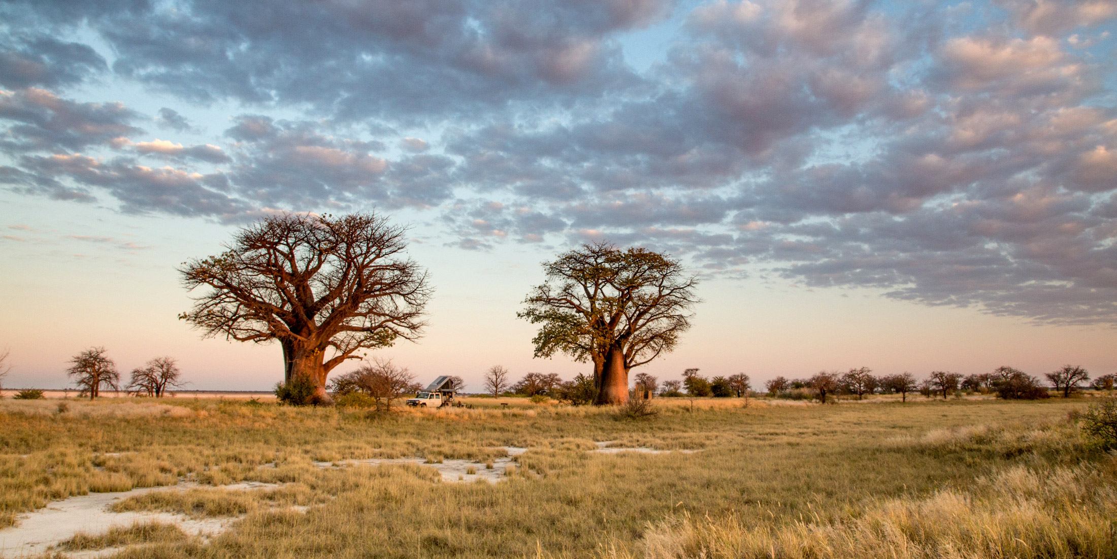 Baines' Baobabs - Nxai Pan National Park
