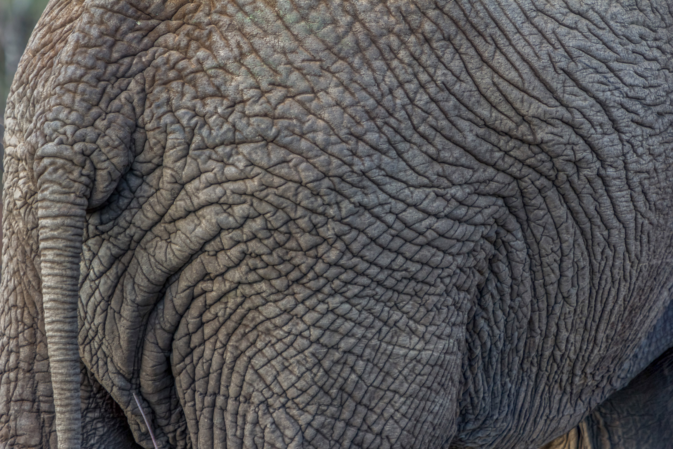 150 years ago many millions of elephants found space enough in Africa to live.