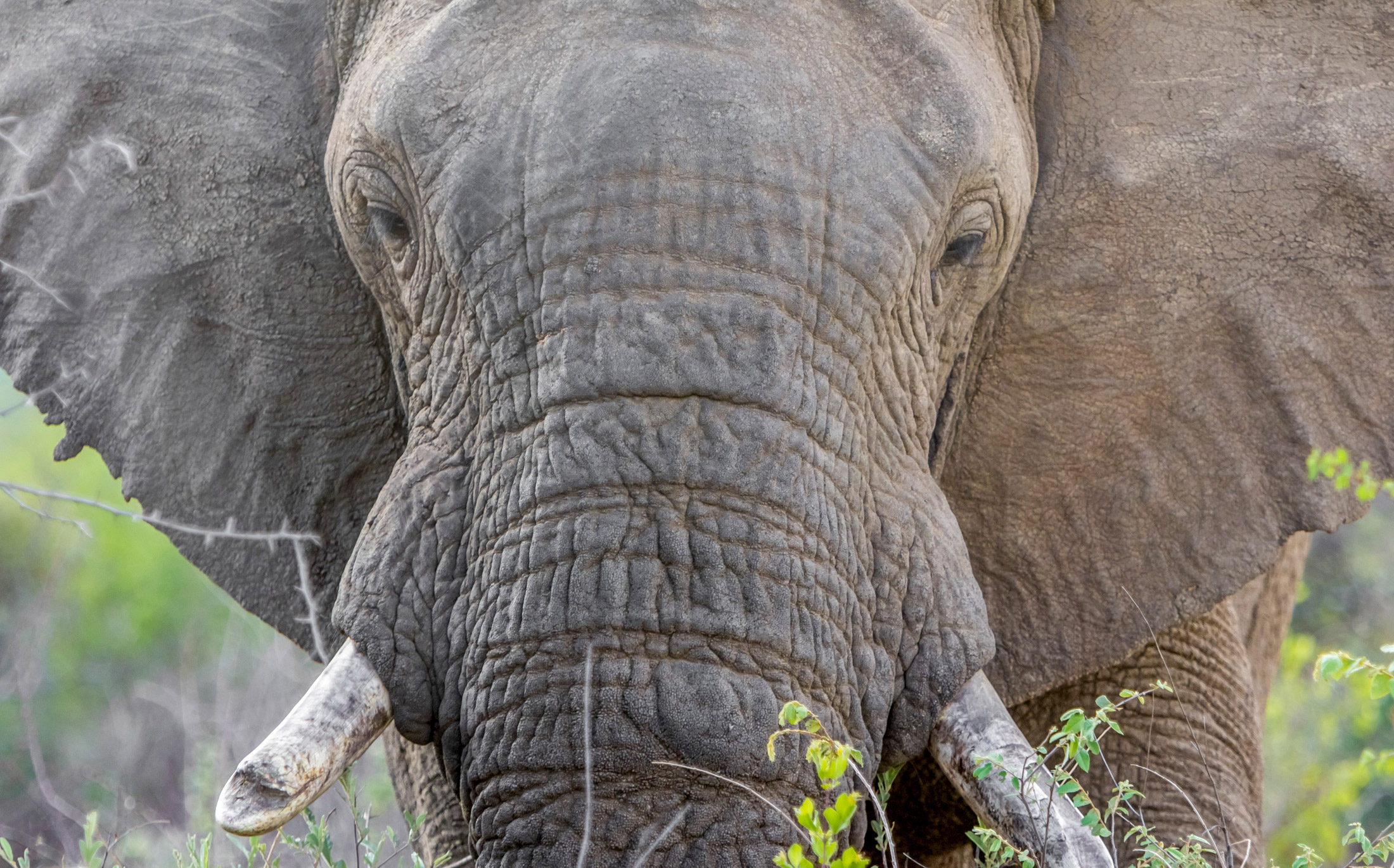 Elephants are magnificent, but are far from universally loved.