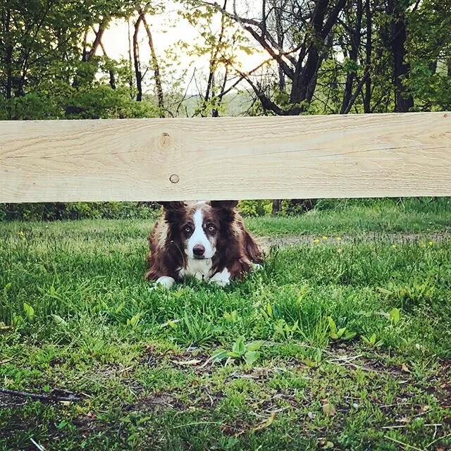 Sunny is always on lookout! Since Sunny is a Border Collie, his natural instinct is to herd the horses. Therefore, he is always on lookout and keeping them in line. Sunny is Erin&rsquo;s dog (President of the Rescue), and a key member of the BCHR ani