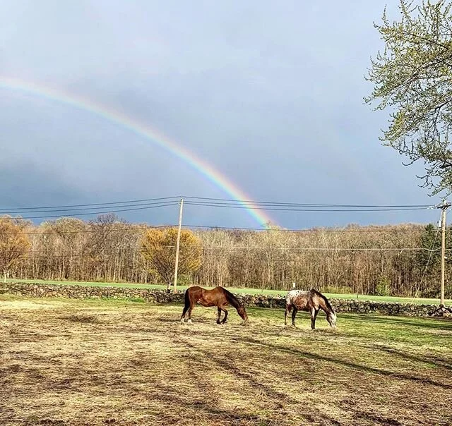 This gloomy day reminds us of the last few times we had rainy weather at our Rescue. Always remember that there is a rainbow at the end of a dreary day! 🌈
