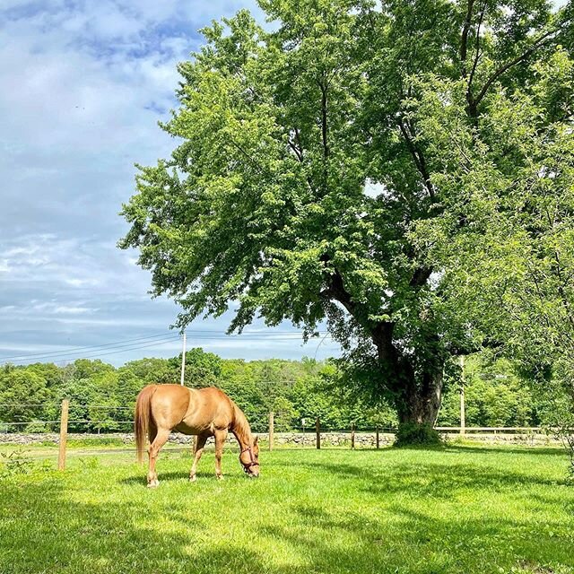 A beautiful moment of peace in our chaotic world 🐴☀️