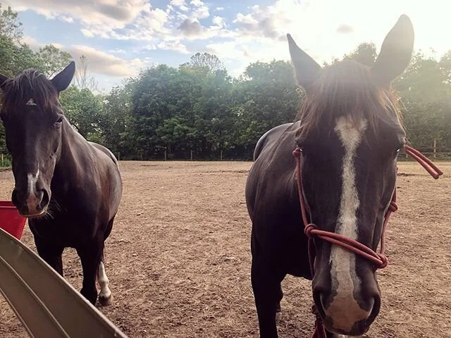 Mother/Daughter duo- Phoenix (right) and Olive (left). When Phoenix &amp; Olive first came to our Rescue years ago, they arrived malnourished, abused, scarred with cuts on their skin, etc. They wouldn&rsquo;t come within 10ft of humans &amp; they had