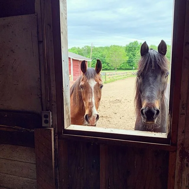 Peek-a-boo! Happy Monday morning ☀️