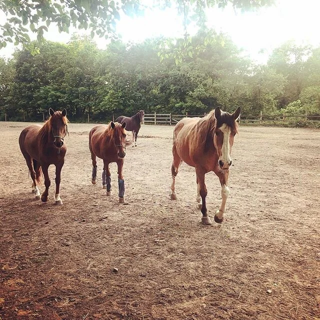 Can anyone name who these girls are?? Comment below! And in case you were wondering, yes- they do have access to grass in order to graze! The girls have two turnouts that they alternate between on a daily basis. One is full of lush, green grass and t