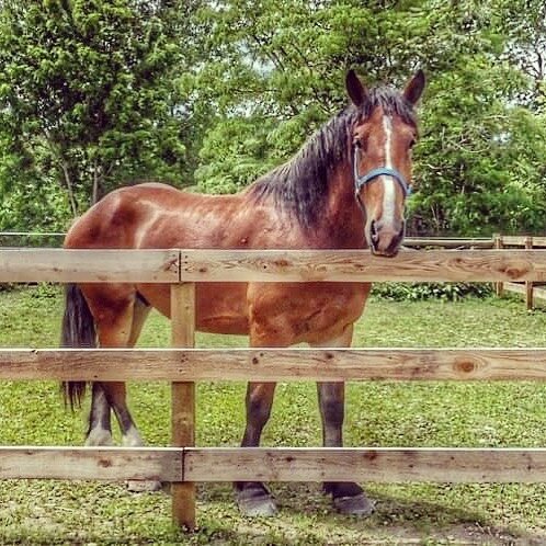 Your enthusiasm about our new arrival was awesome!

We cherish our supporters, and your comments gave us an idea: HELP US NAME OUR NEW HORSE!

With each $5 donation (via our website) you can enter ONE name for our new guy. Feel free to enter as many 