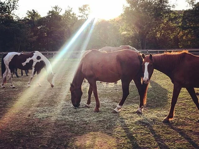 Our Rescue is a magical place 🤩🌞