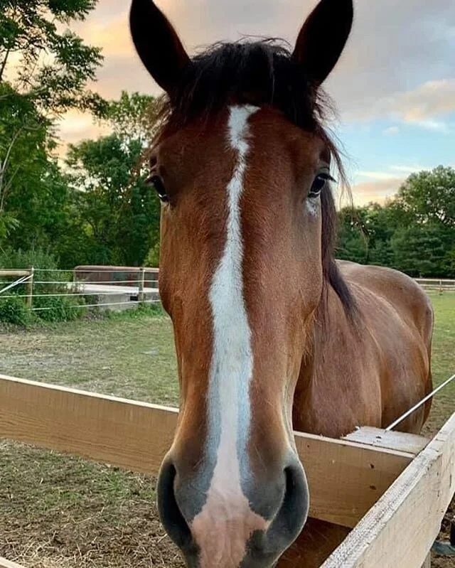 There&rsquo;s still time to help select a name for this handsome fella!

For each $5 donation (via our website) you can enter ONE name. Feel free to enter as many names as you wish (with each $5 donation). Here&rsquo;s how to enter: 
1. Log onto our 