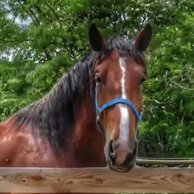 ...and his name is: MURPHY! ❤️ We have two winners who selected this name: Stephanie Posnak and Lynne Ernie Aponte. Both Stephanie and Lynne will receive a $25 Hoof Prints gift certificate, as well as a Meet &amp; Greet with Murphy.

Thank you to eve