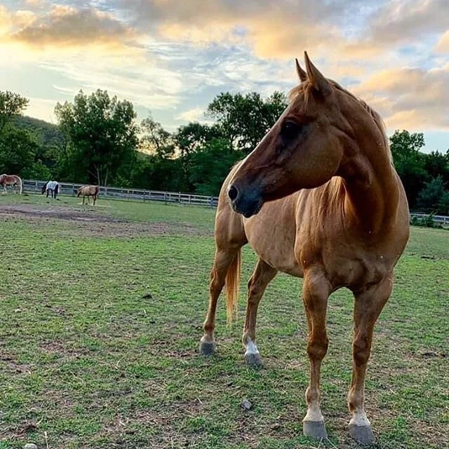 Can we all take a moment to appreciate the beauty of this magnificent animal? All animals are beautiful in their own way, but the horse is one-of-a-kind. So majestic, symbolic, strong, intelligent... absolutely stunning. This is our beautiful boy, Ko