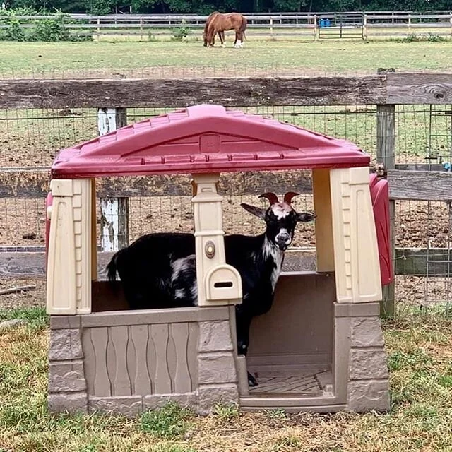 Lily found her shady spot in today&rsquo;s heatwave 🐐😍